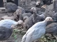 Guinea fowl — foto 6
