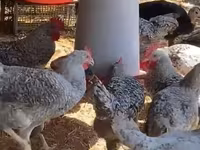 Chickens — รูปภาพ 2