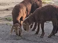 Ram, Arashan sheep — photo 3