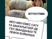 Ovce, Ovce — foto 1