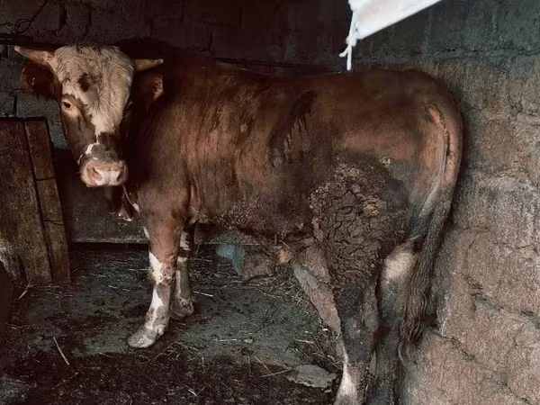 Бик, Simmental cattle