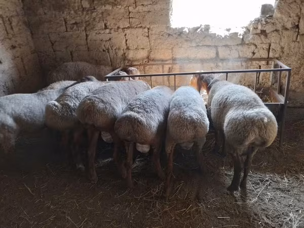 بھیڑ, بھیڑیں