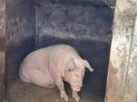 แม่สุกร, หมู — รูปภาพ 4