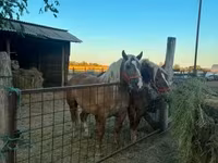 Φοράδα, Hungarian horse breed — φωτογραφία 3