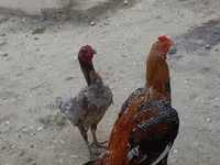 پلائموتھ راک — تصویر 2