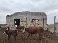 گاو ماده, Simmental cattle — عکس 5