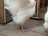 Australorp — sawirka 3