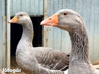 Geese — Foto 1