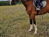 Farasi dume, Hungarian horse breed — picha 2