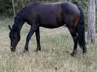 مادیان, Friesian — عکس 3