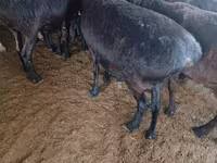 Schaap, Hissar sheep — foto 3