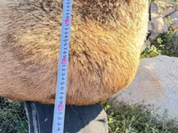 Cal, Cai — foto 2