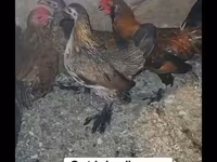 Chickens — عکس 1