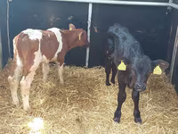 Bou, Simmental cattle — foto 2