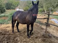 Hoppe, Hungarian horse breed — foto 4