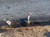 Ducks — foto 5