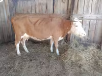 گاو ماده, Simmental cattle — عکس 3