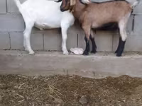 Oğlak, Saanen goat — foto 4