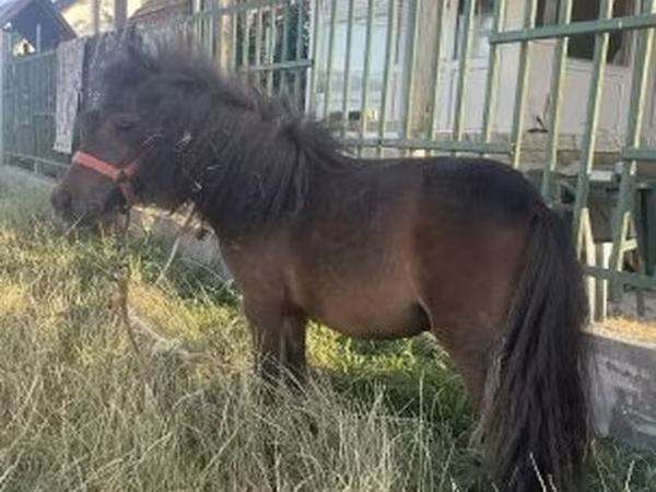 Kısrak, Shetland Pony