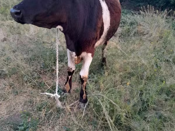 گاو ماده, Swiss cattle