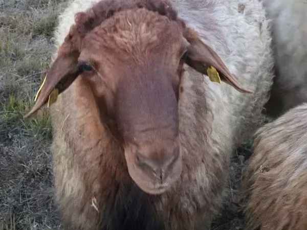 قوچ, Blackheaded Persian sheep