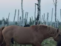 Cavallo, Kushum Horse — foto 2