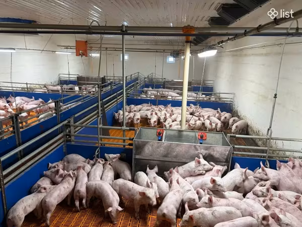 Scroafă, Porci