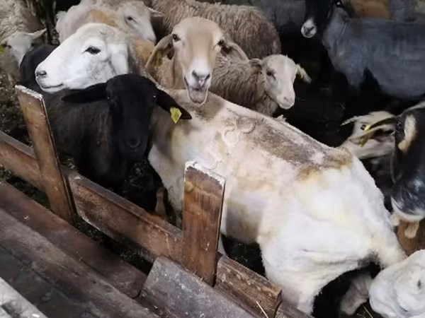Schapen (partij, geslacht niet gespecificeerd), Schapen — Rusland