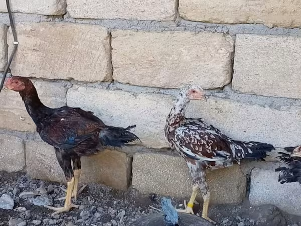 Chickens