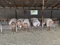 Bélier, Rhon sheep — photo 3