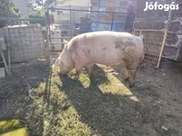 Babi hutan, Pigs — foto 4