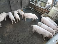 Boar, Pigs — photo 3