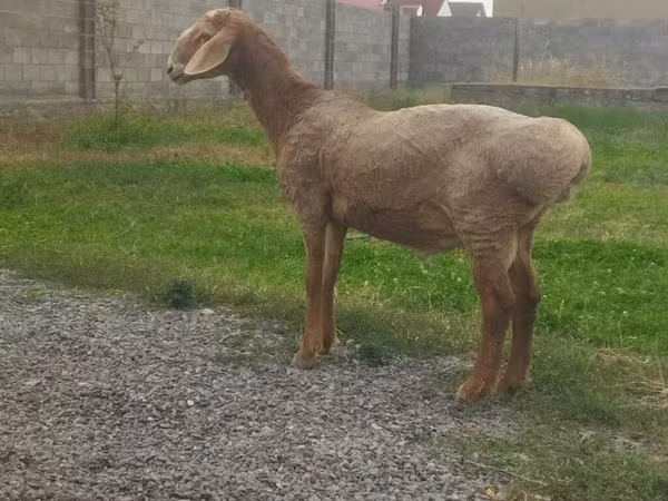Ram, Edilbay sheep — Kyrgyzstan