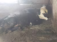 Krava, Swiss cattle — foto 5