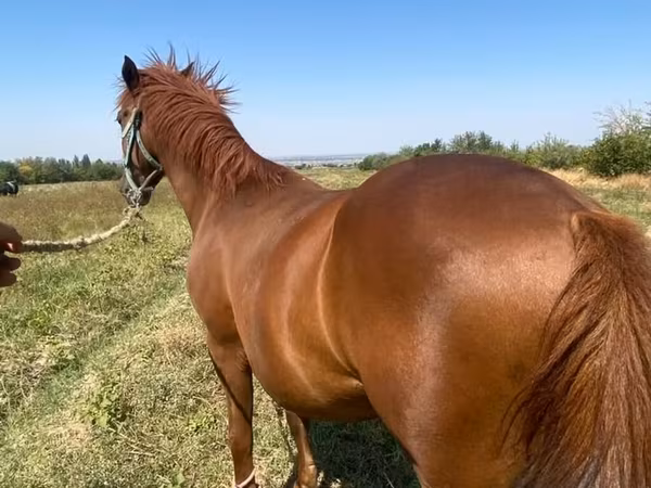 Hengst, Paarden