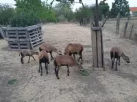گوسفند (گروه، جنسیت مشخص نشده), Cameroon sheep — عکس 1