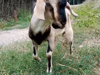 Koza, Beetal goats — foto 7