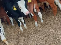 Lembu jantan, Simmental cattle — foto 2