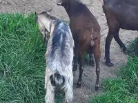 Cabra, Irish goat — foto 4