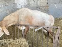 แกะตัวผู้, Arashan sheep — รูปภาพ 2