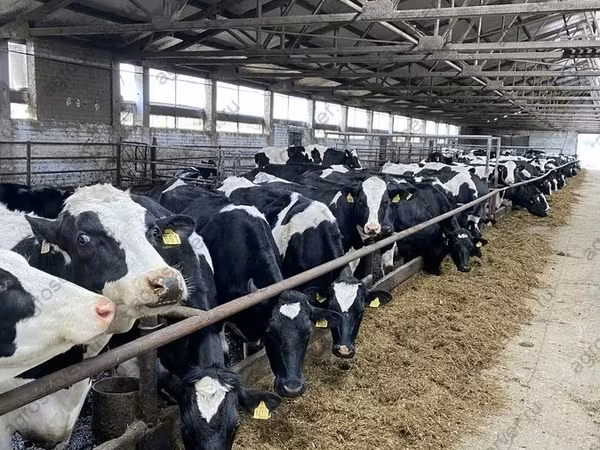Vacă, Rasa Holstein