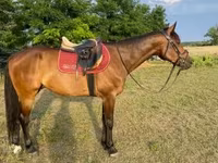 اسب نر, اسب — عکس 1