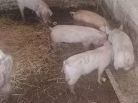 خنزیر (گروپ، جنس مذکور نہیں), سور — تصویر 2