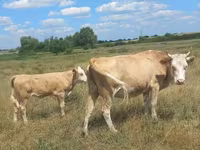 Sapi, Ayrshire — foto 6