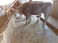 Ko, Russian Black pied cattle — foto 3