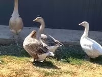 Geese — sawirka 3