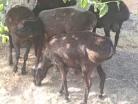 Kambing jantan, Sheep — foto 3