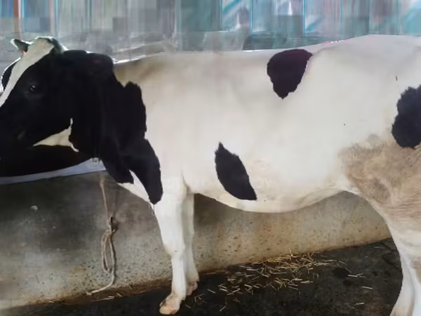 İnek, Holstein ırkı — Bangladeş