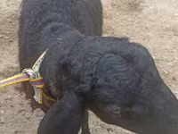 بز نر, بز — عکس 2