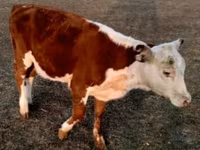 วัวตัวผู้, Swiss cattle — รูปภาพ 6